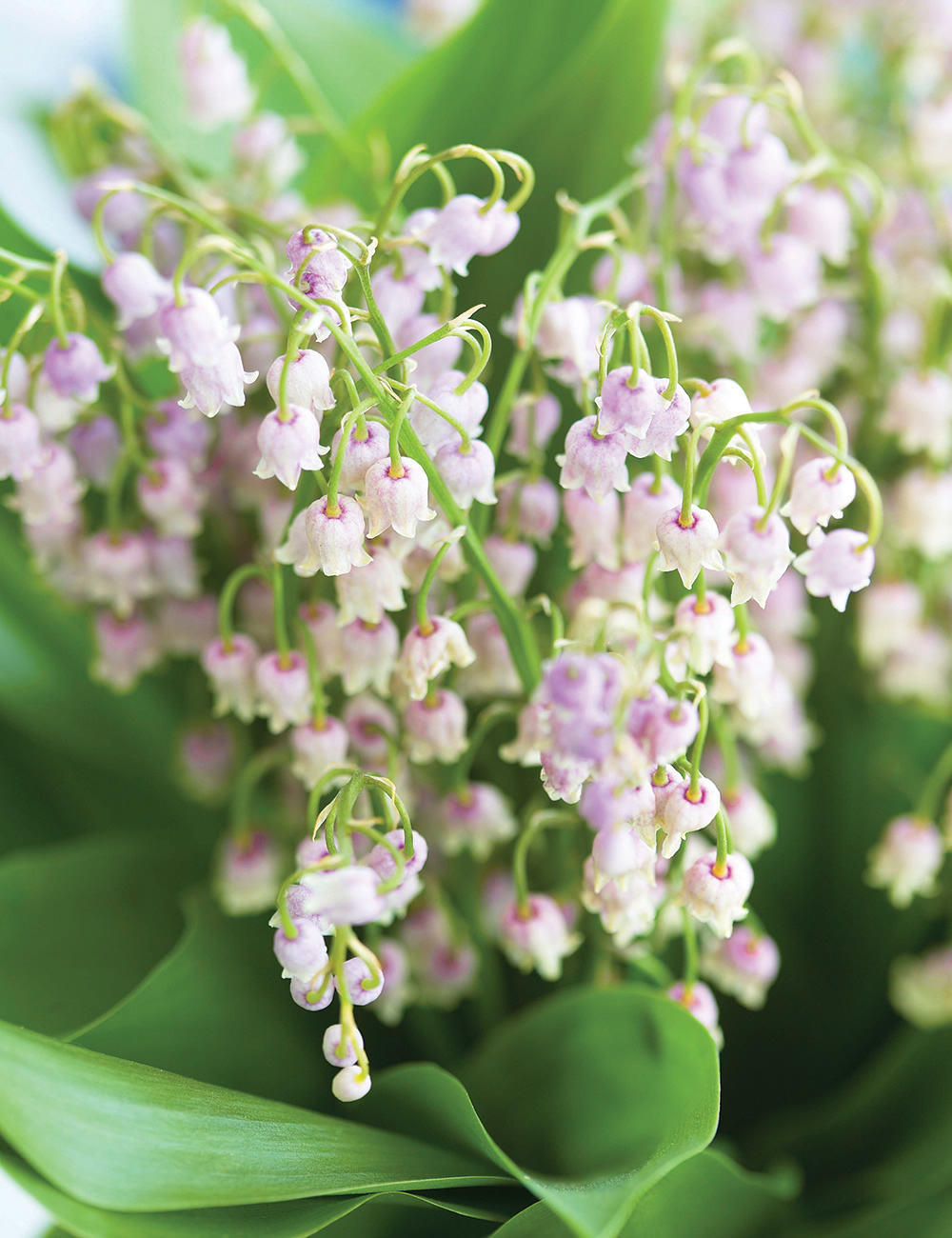 Lily of the Valley Rosea