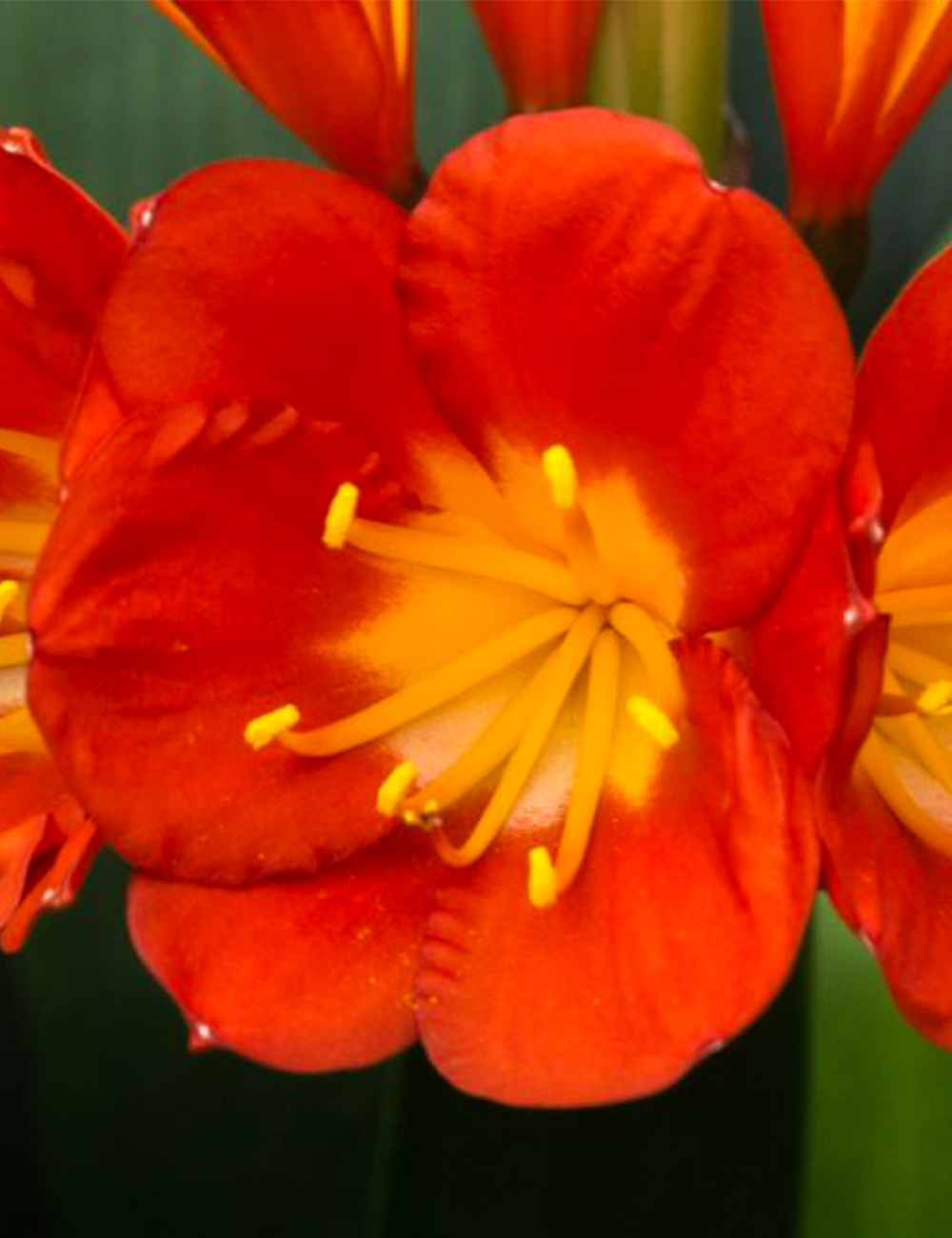 Clivia Belgian Hybrids