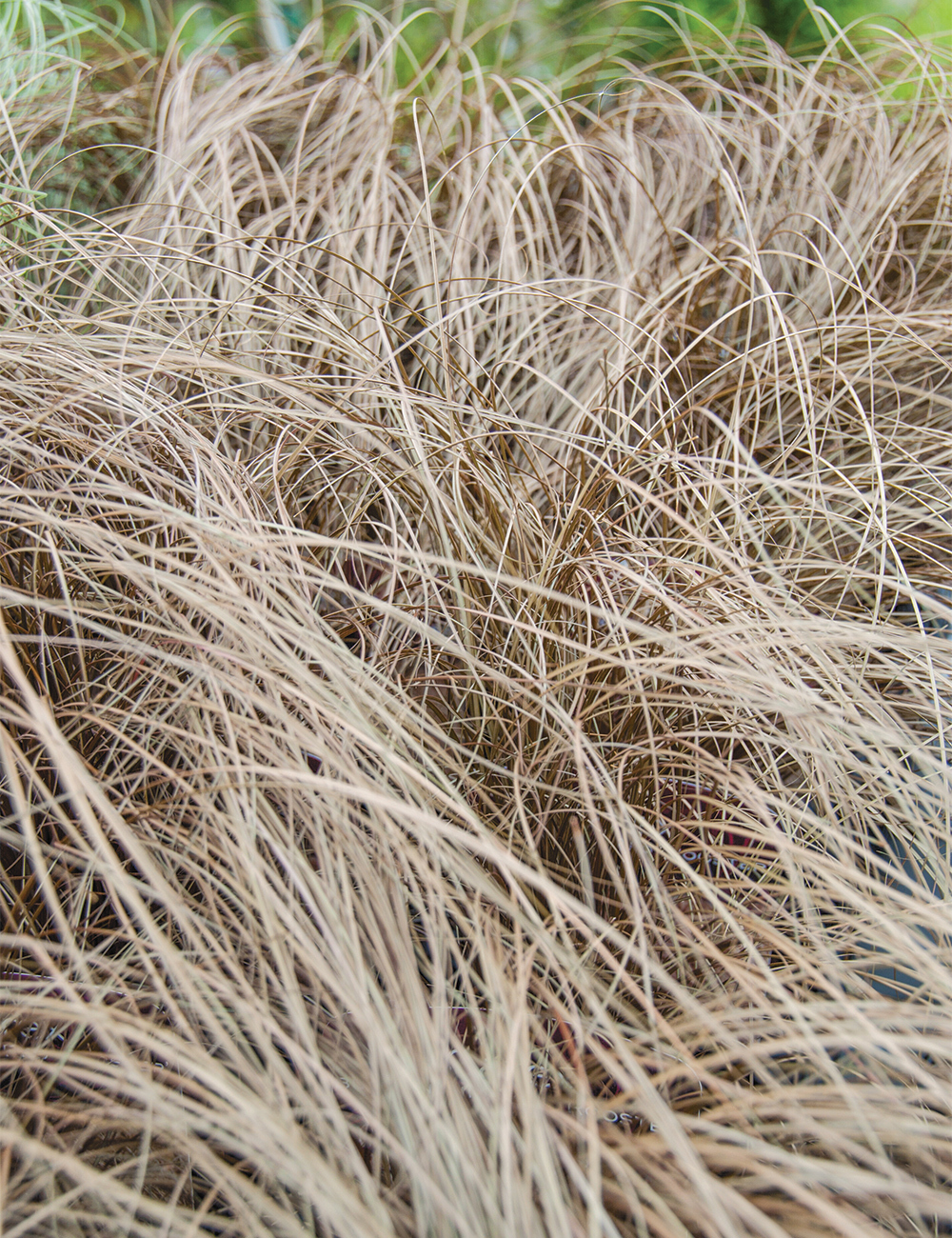 Carex 'Dusky Fountain'