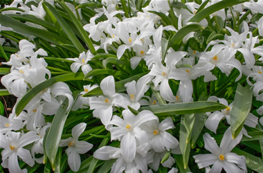 Glory of the Snow Gigantea Alba