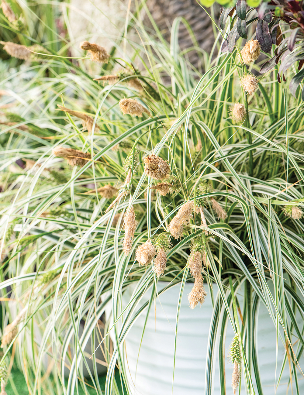 Carex 'Feather Falls'