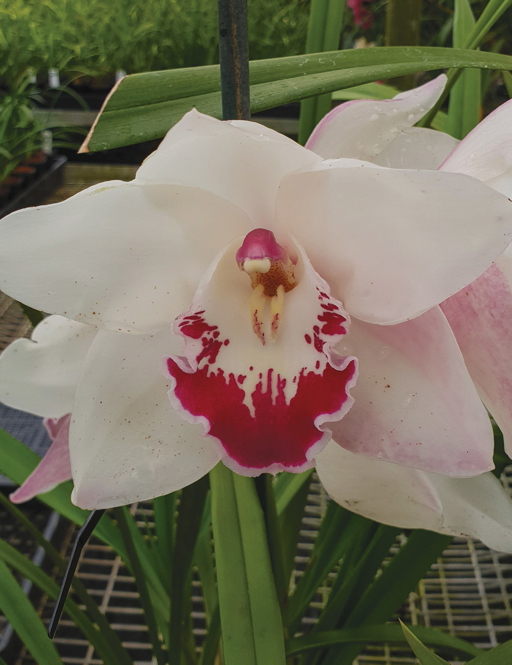 Cymbidium Orchid (Zen Era x Kirby Lesh) 'Angel Wings'
