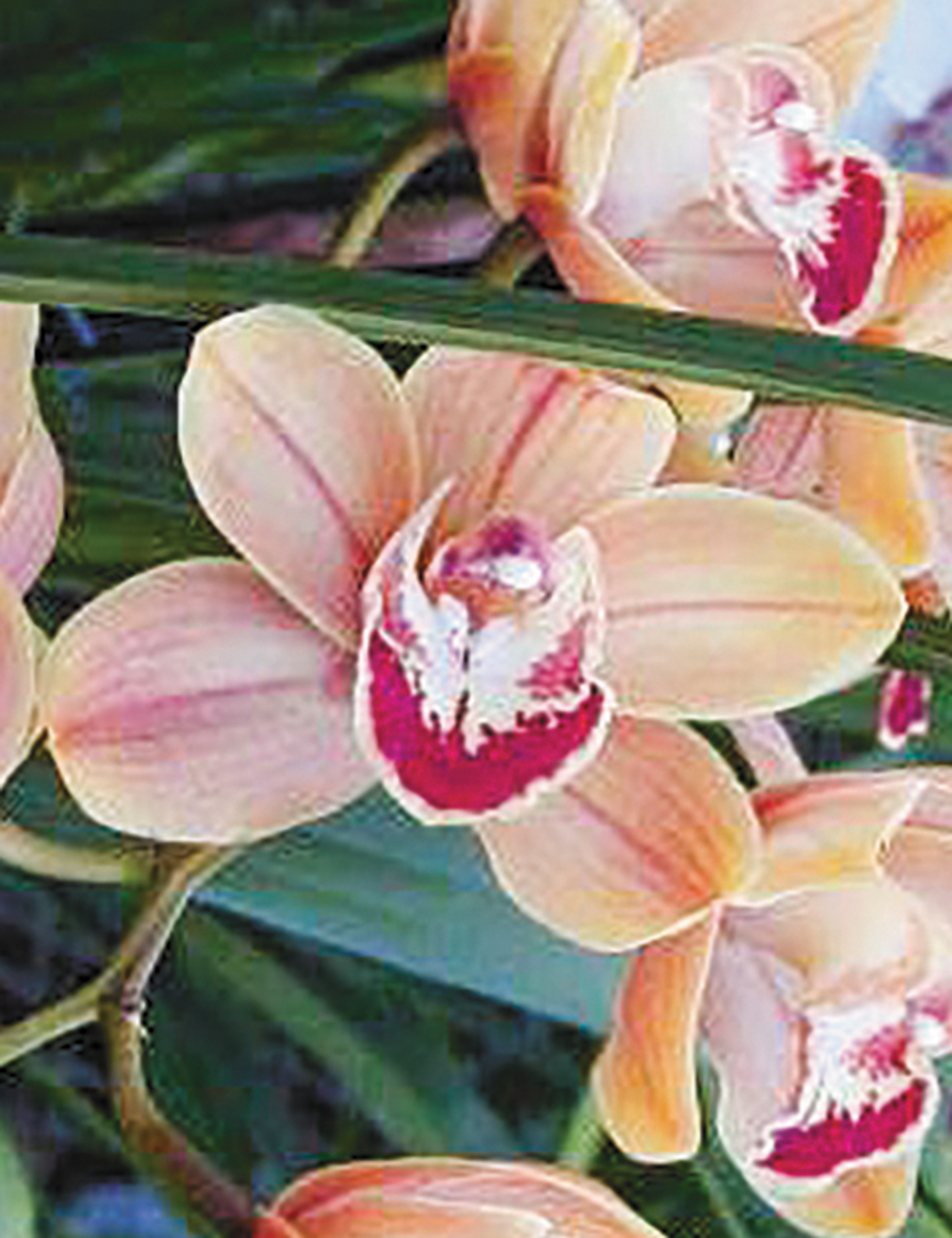 Upright Cymbidiums Pumisan 'Cooksbridge'