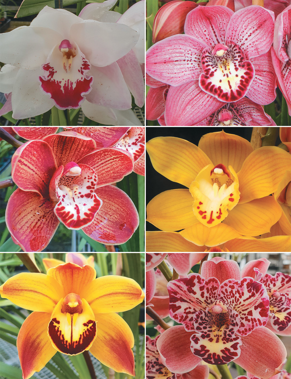 Upright Cymbidium Orchids Collection