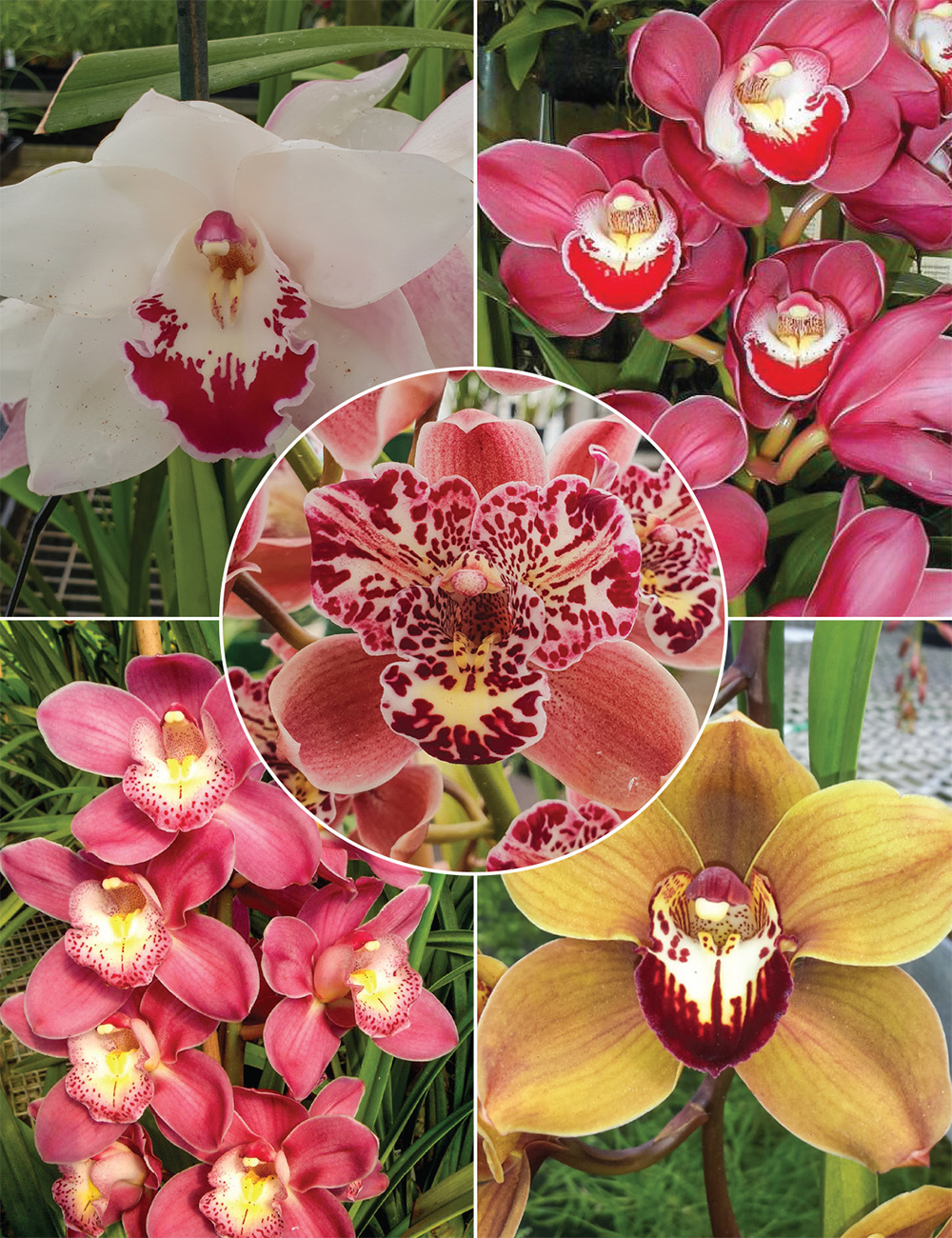 Upright Cymbidium Orchids Collection