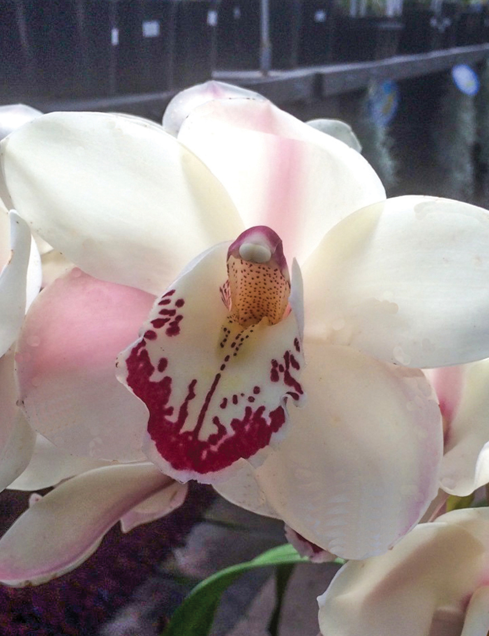 Cymbidium Orchid Zen Era 'Elizabeth'