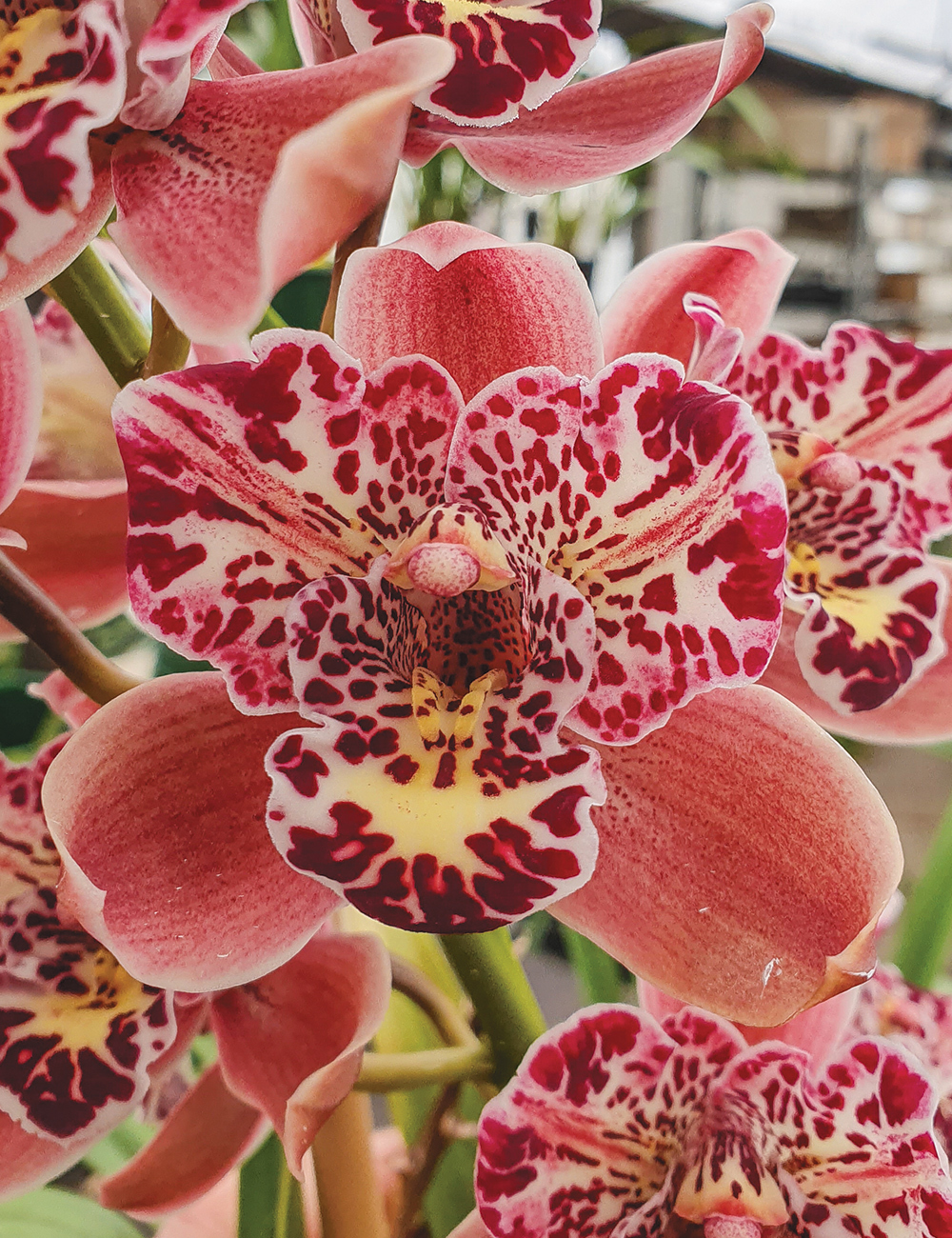 Cymbidium Orchid Strathdon Cooksbridge 'Fantasy'