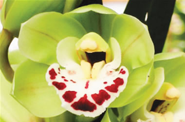 Cymbidium Orchids Freeling 'Green Ice'