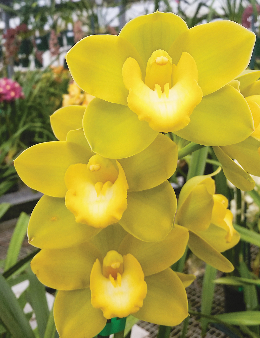 Upright Cymbidium Orchids Beau Guest 'Glenn'