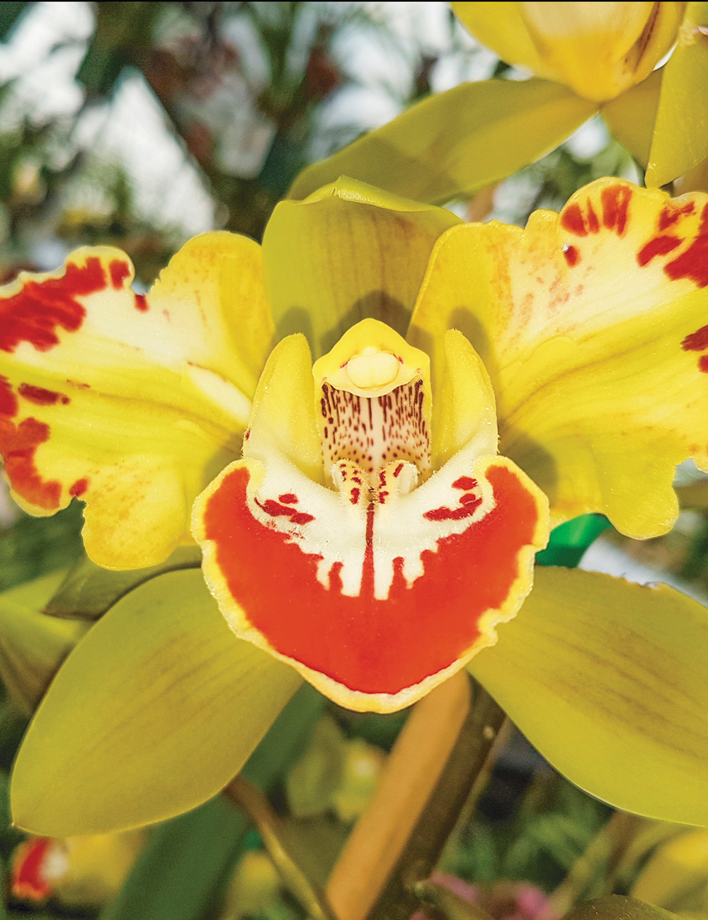 Upright Cymbidium Orchids Vidar 'Harlequin'