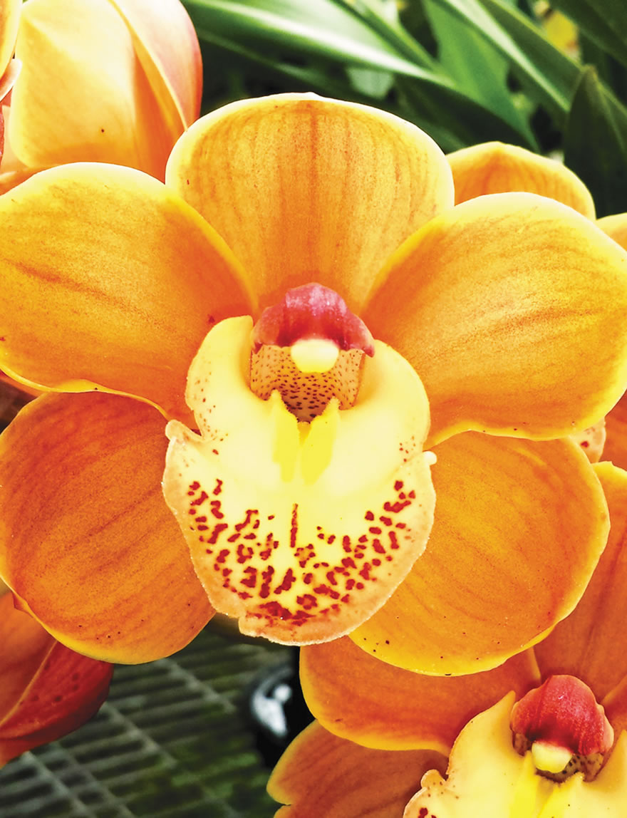 Cymbidium Orchids Drouin Masterpiece 'Kathy Bailey'