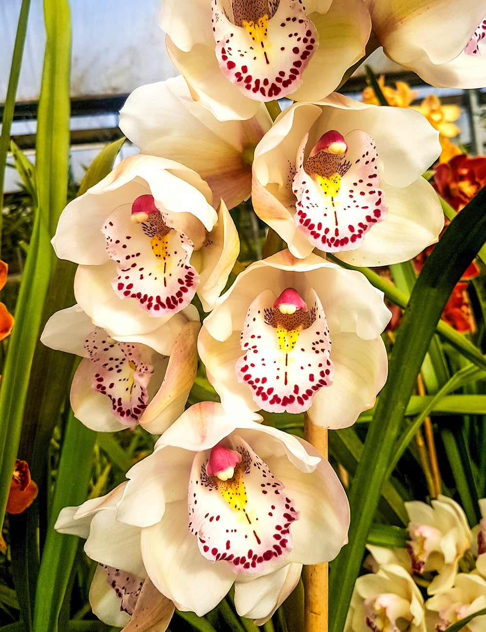 Upright Cymbidium Orchids (Kimberley x McClures Quest) White Orb