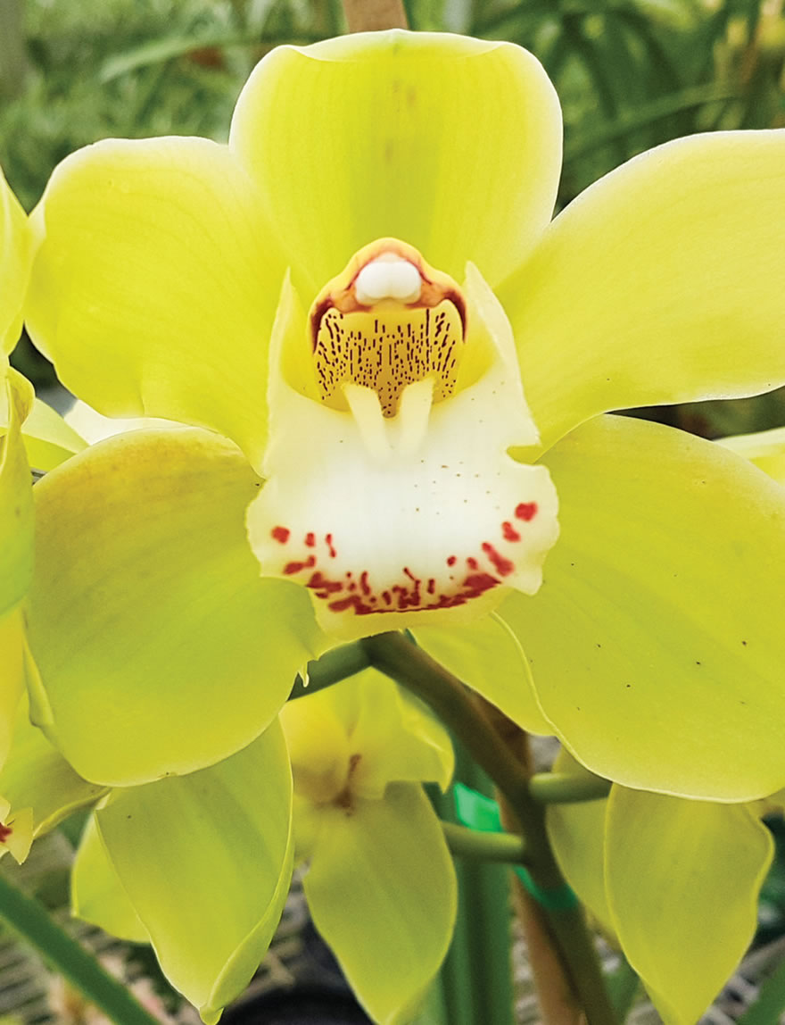 Cymbidium Orchids Valley Oracle 'Kermit'