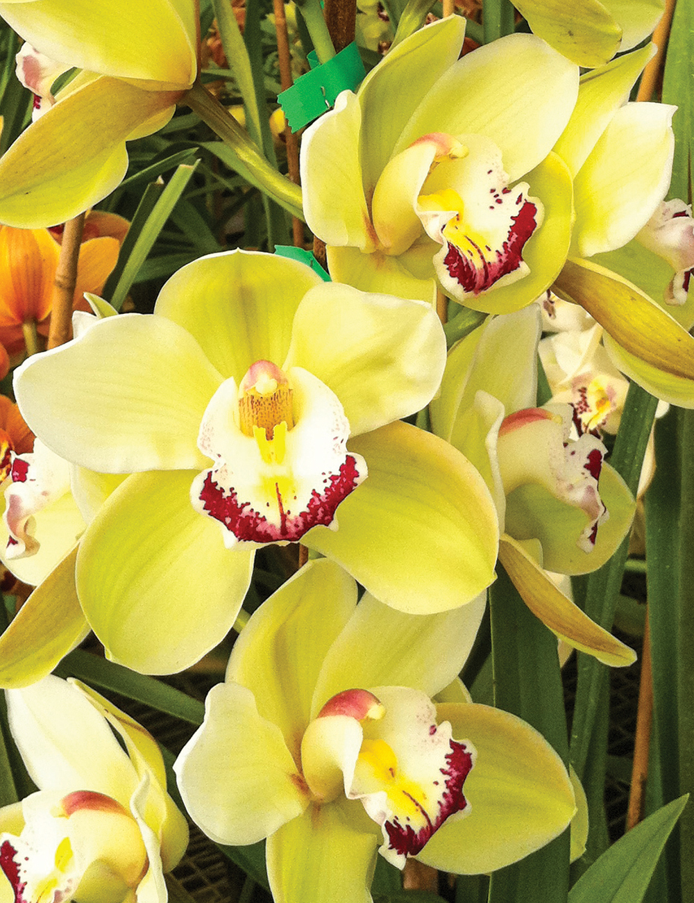 Cymbidium Orchid 'Lumines'