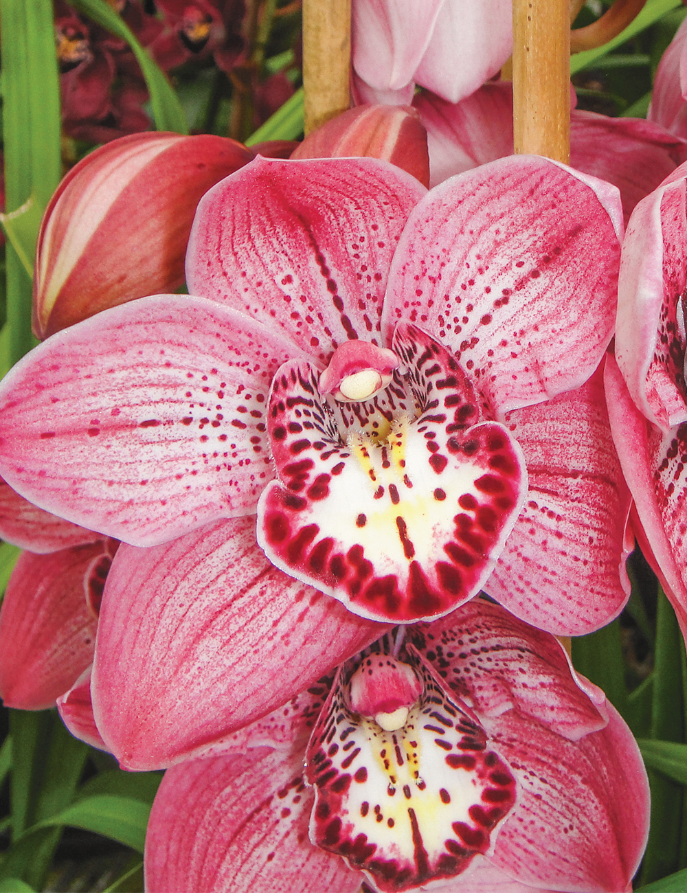 Cymbidium Orchid Kirby Lesh 'Lonsdale'