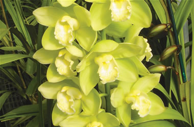 Supa Giant Cymbidium Orchids Baltic Glacier 'Mint Ice'