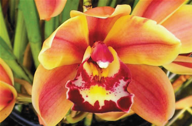 Cymbidium Orchids Willunga Regal 'Orange Delight'
