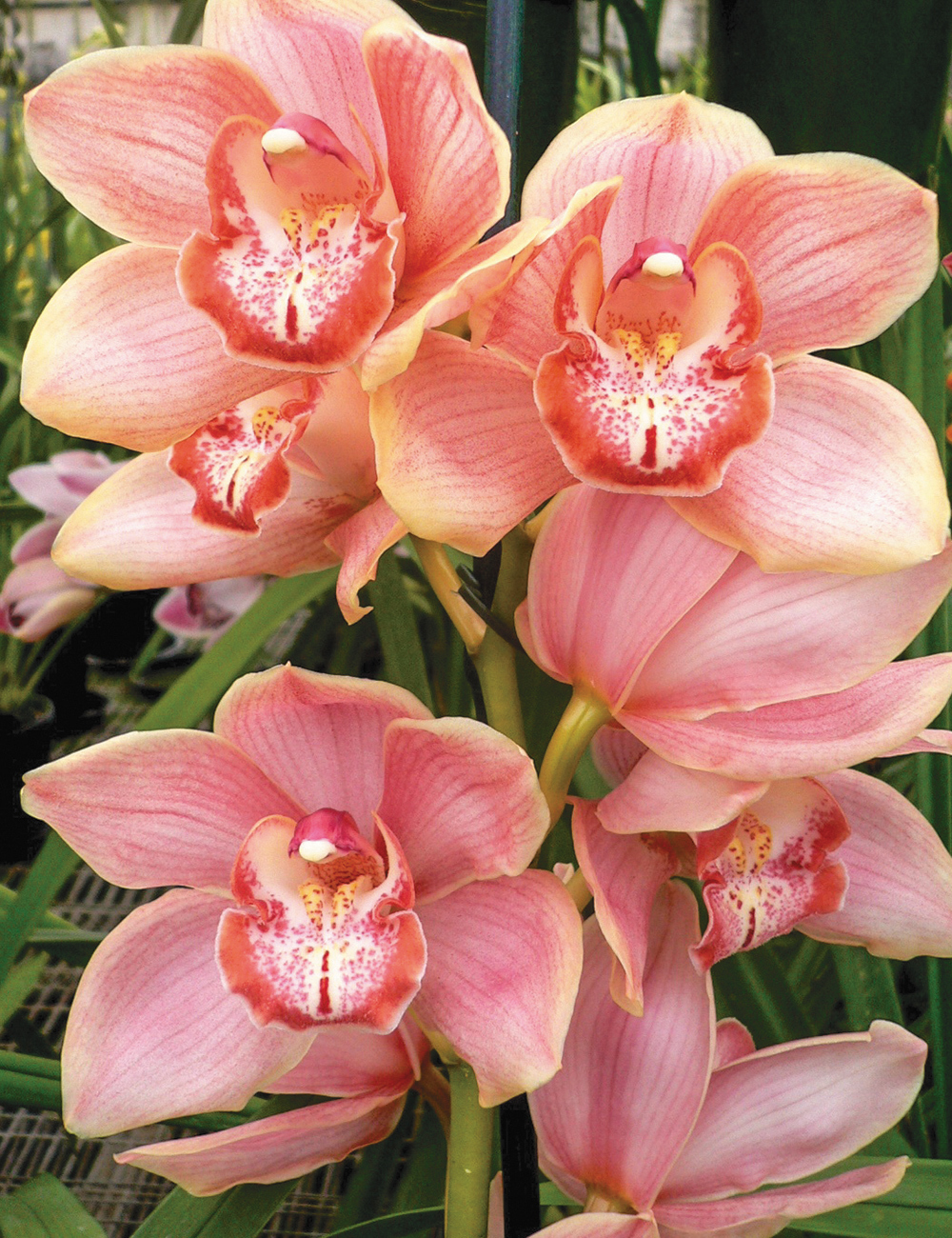 Upright Cymbidium Orchid Alexandra Beauty 'Pink Blush'