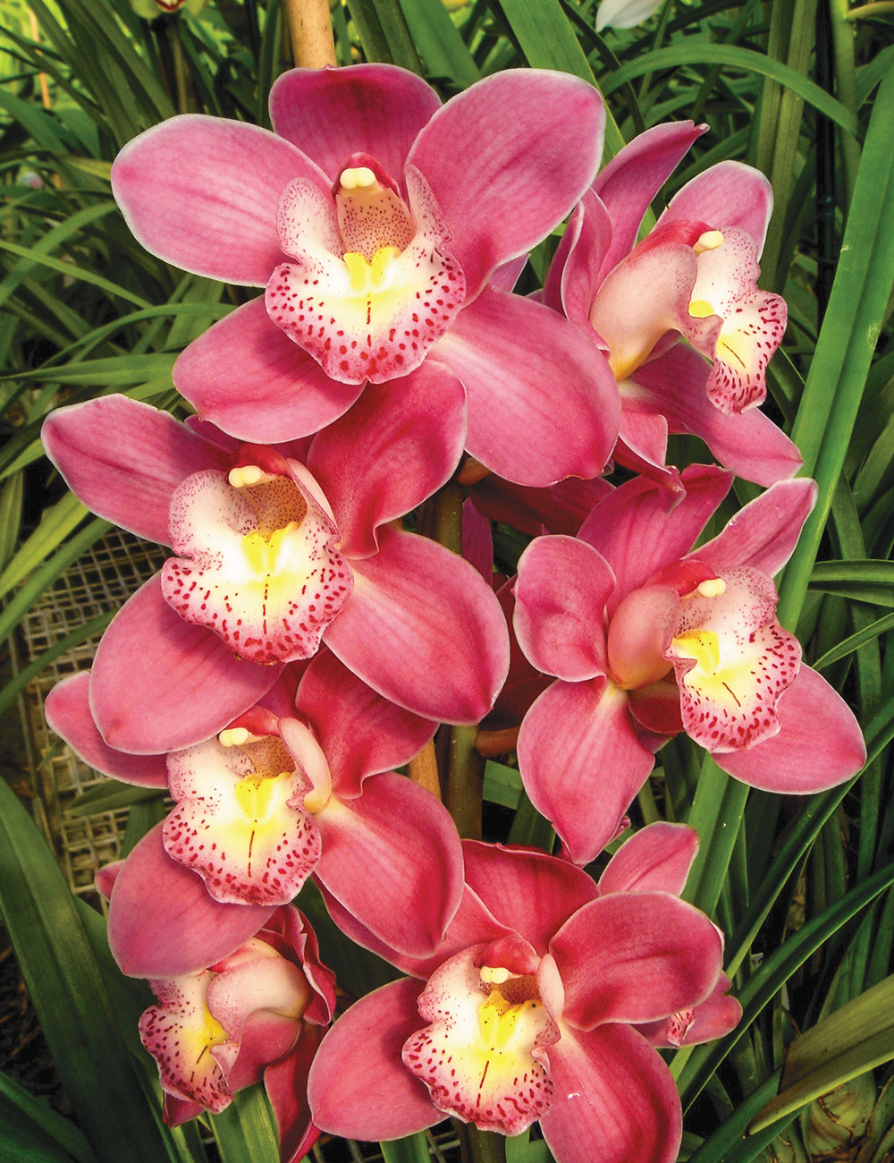 Cymbidium Orchid Valley Olympic 'Pink Perfection'