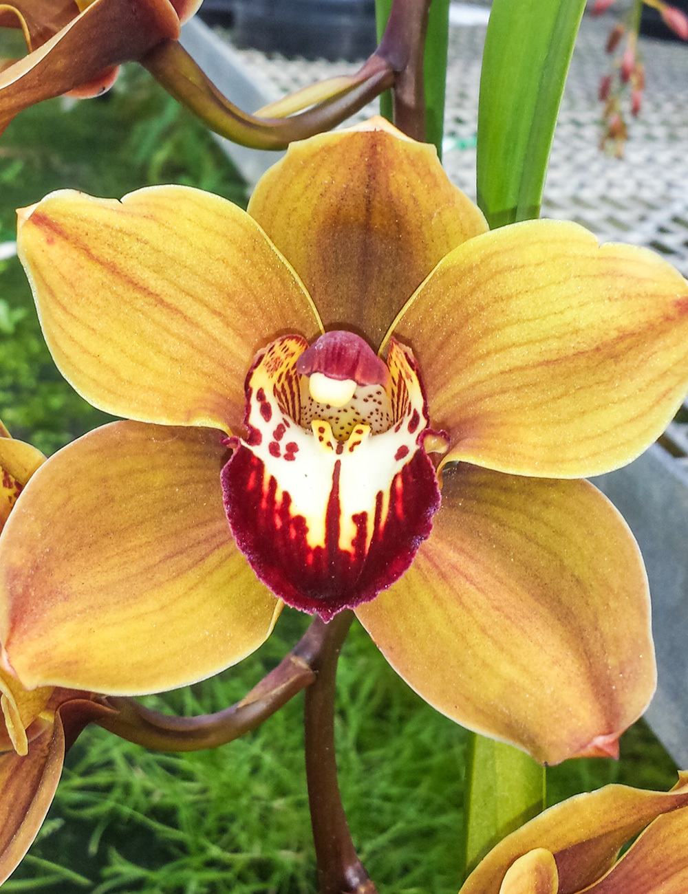 Upright Cymbidium Orchids Kiri Te Kanawa 'Pauline Rae'