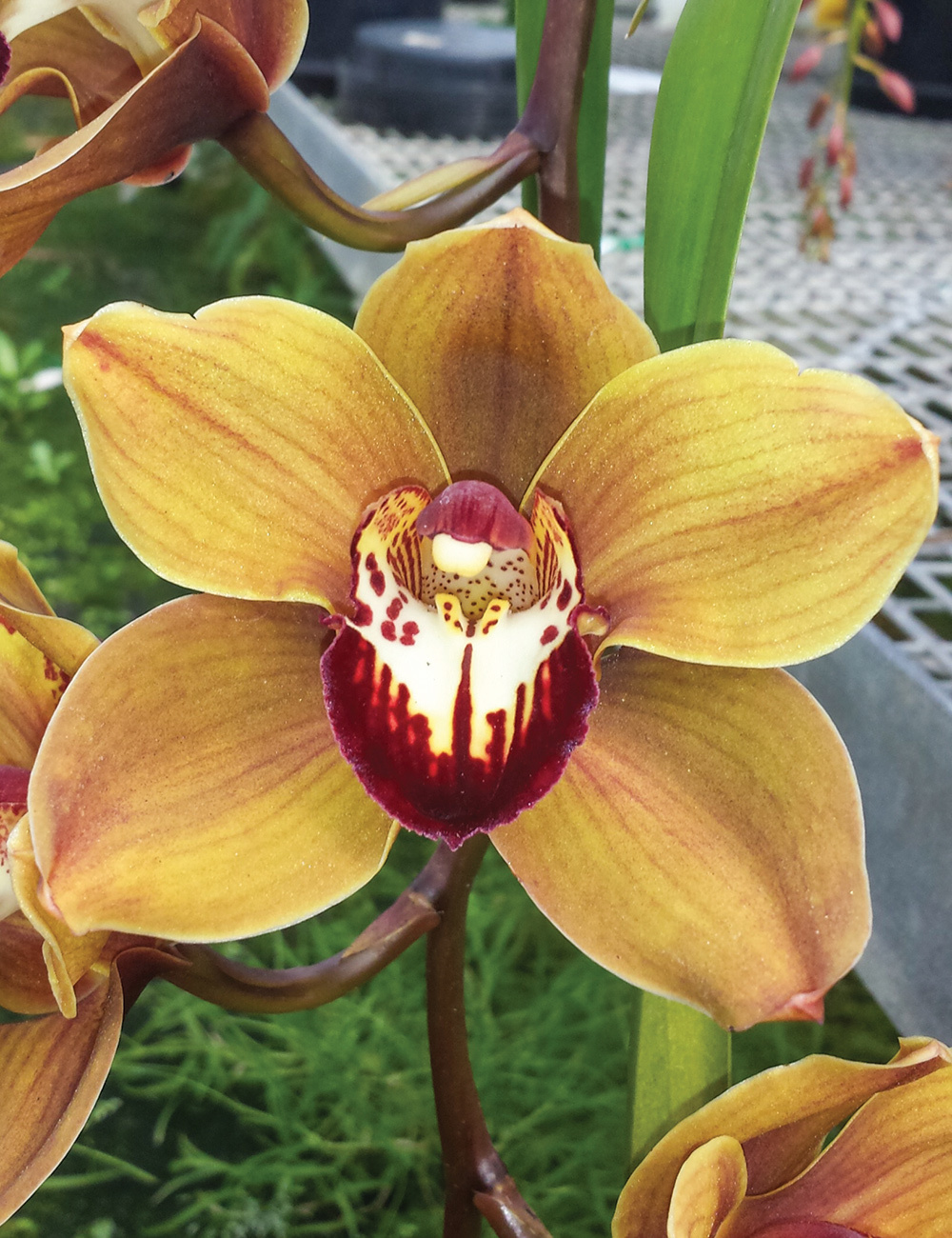 Upright Cymbidium Orchids Kiri Te Kanawa 'Pauline Rae'