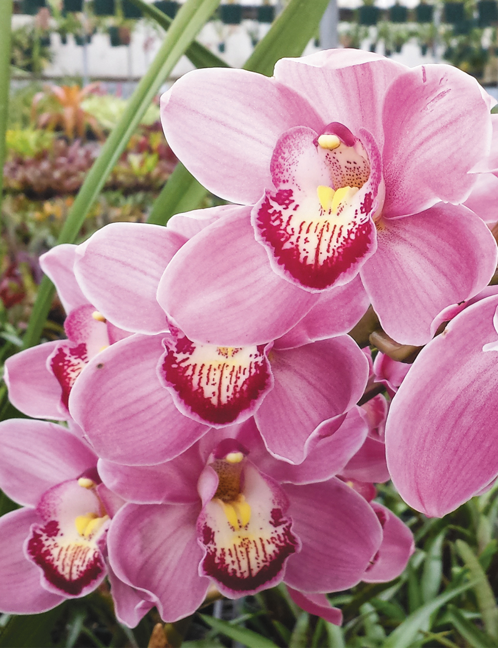 Upright Cymbidium Orchid Ruby Anniversary 'Pink Surprise'