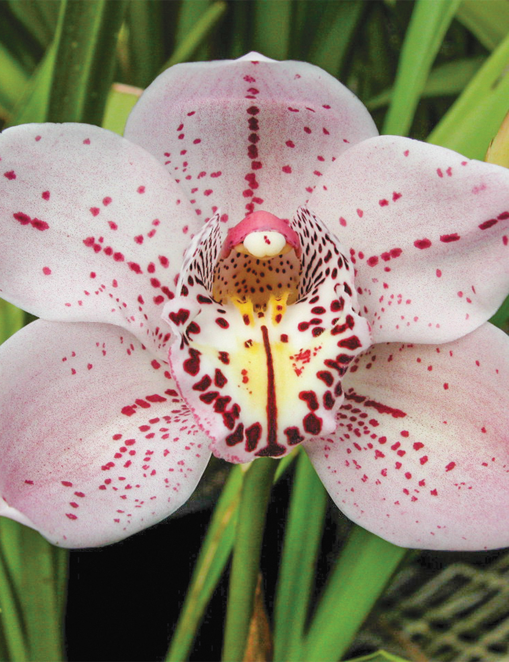 Upright Cymbidium Orchid Forrest Place 'Queen's Jewels