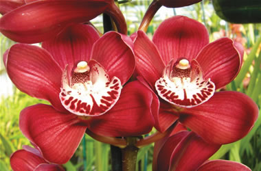 Cymbidium Orchids Regal Ruby x Red Beauty 'Red Globe'