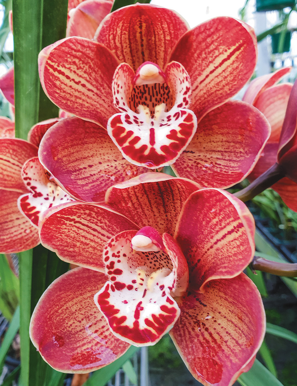 Cymbidium Orchid (Uluru Dave x Flaming Pepper) 'Red Pepper'