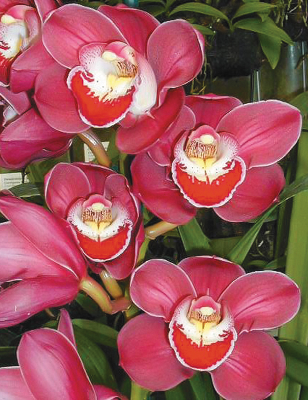 Cymbidium Orchid 'Rotorua Rose'