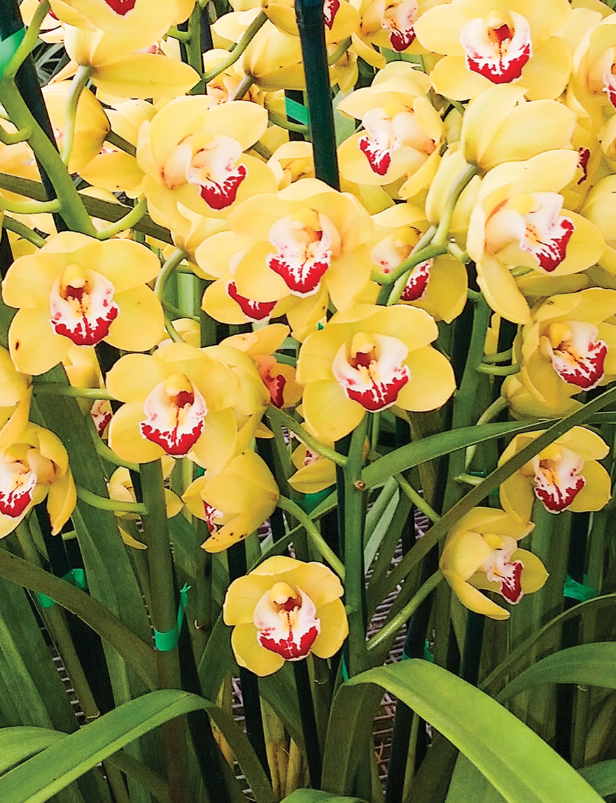 Cymbidium Orchids One Tree Hill 'Solstice Gold'