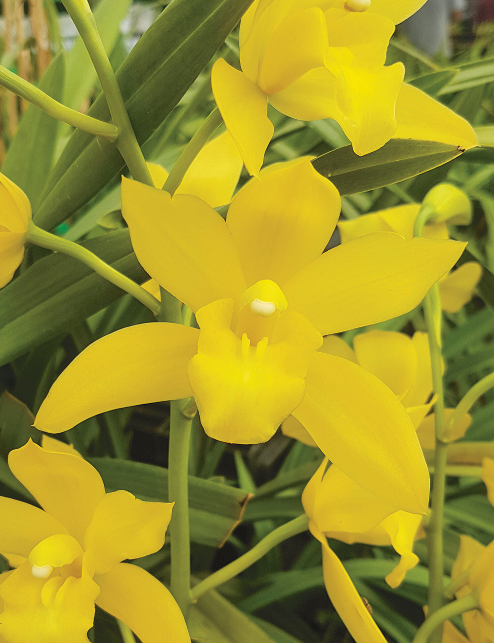 Upright Cymbidiums Orchids Enzan 'Summer Sunshine'