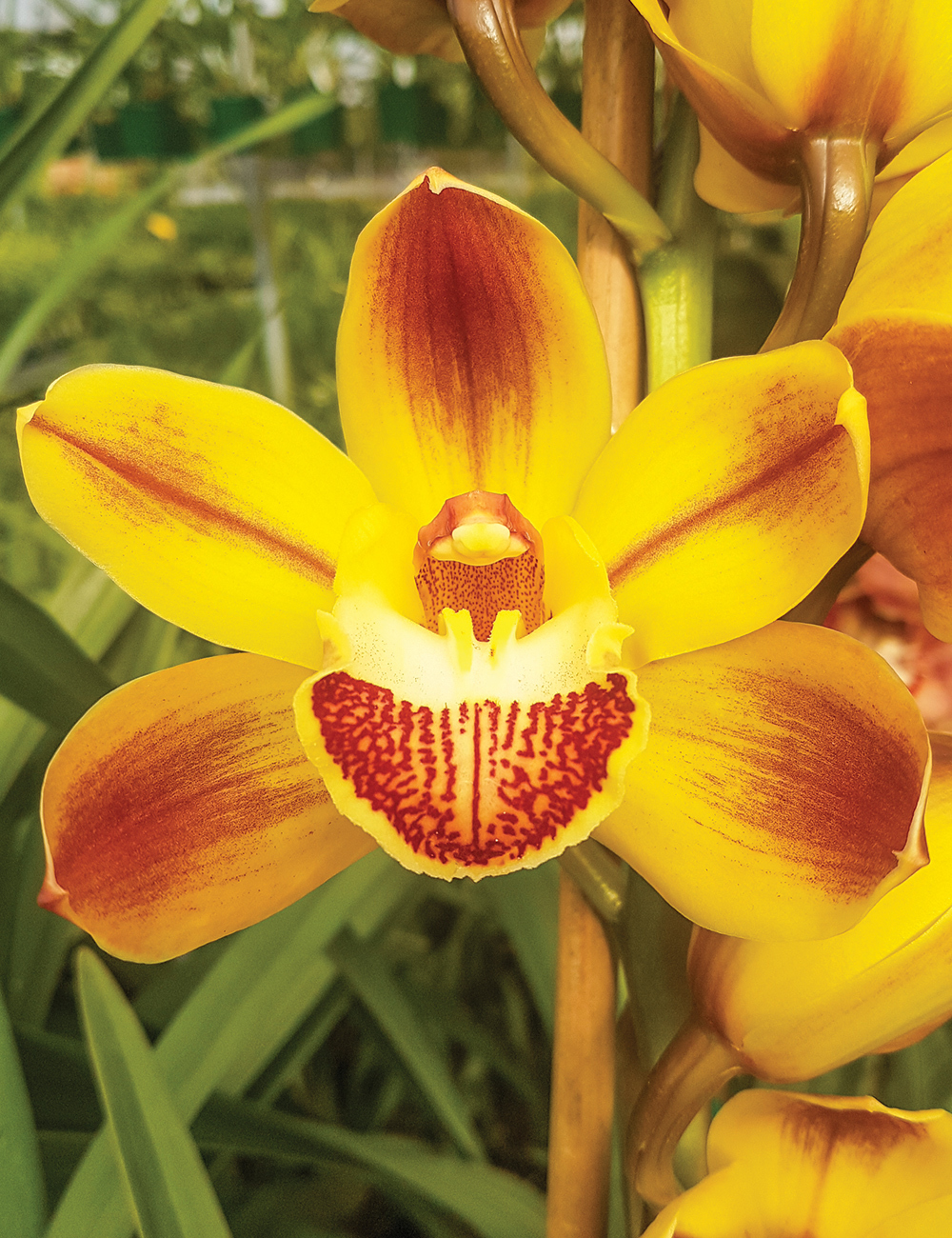 Cymbidium Orchid Wallacia x Corakai Gold ‘Everlasting’