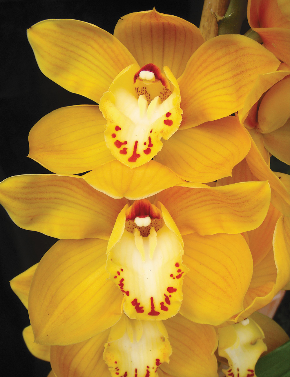 Cymbidium Orchid Shifting Sands 'Yellow Bird'