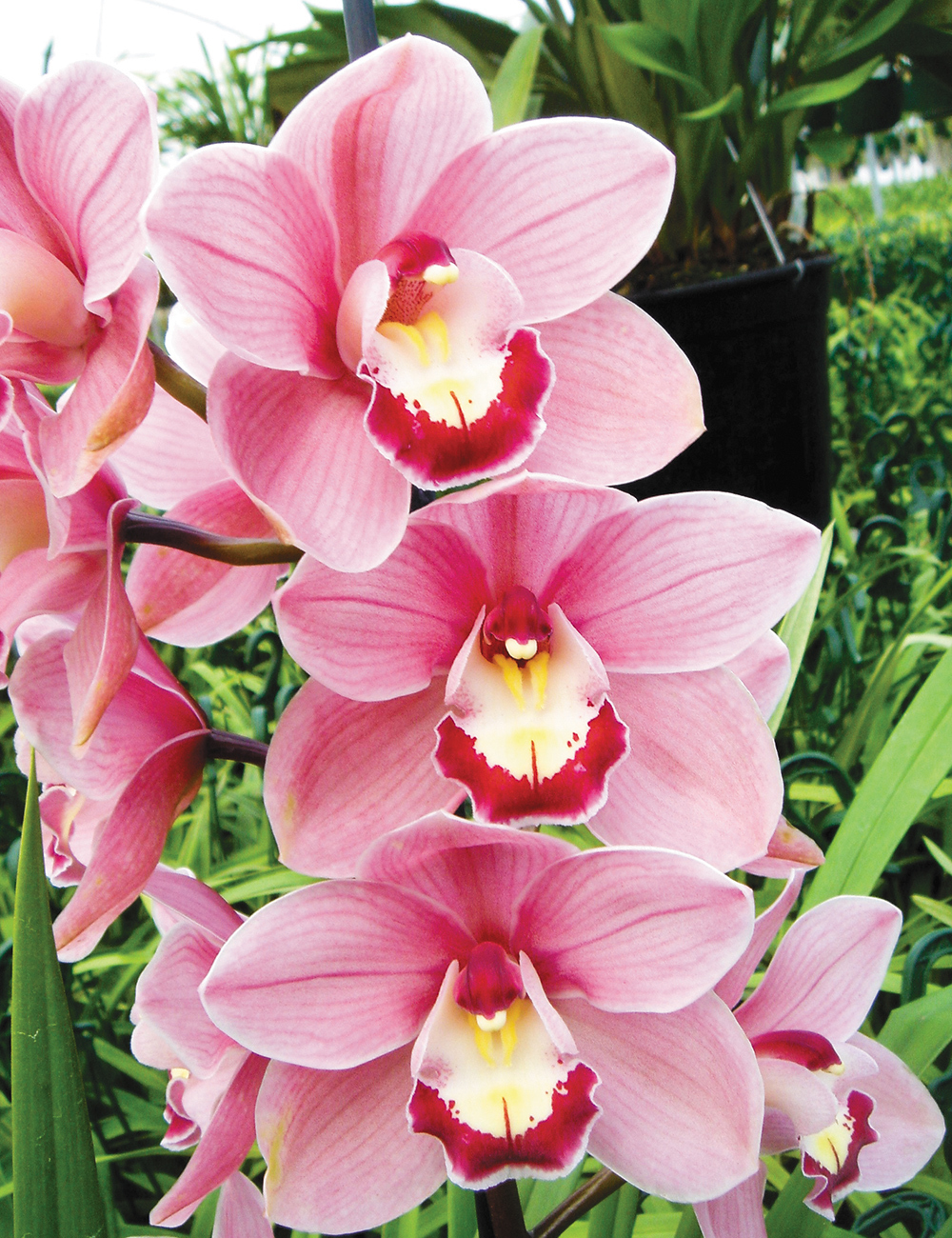 Cymbidium Orchid Lancashire Khan 'Elizabeth' - Tesselaar