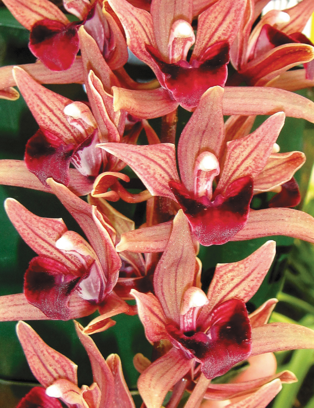 Cascading Cymbidium Orchids Gravy Train 'All Aboard'