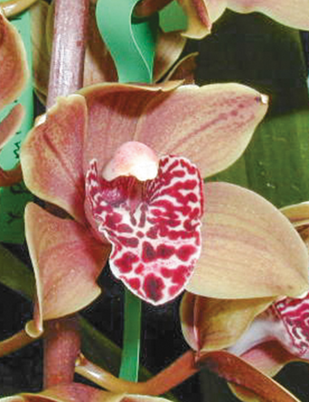 Cymbidium Orchid Plush Canyon 'Beenak'