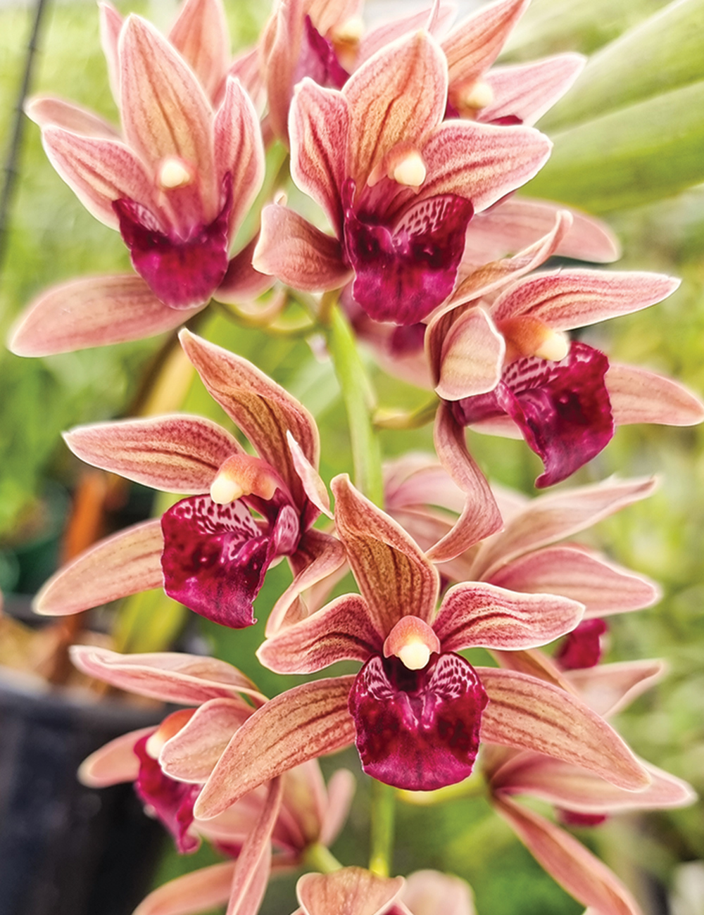 Cymbidium Orchid Gravy Train 'Blackrock Station’