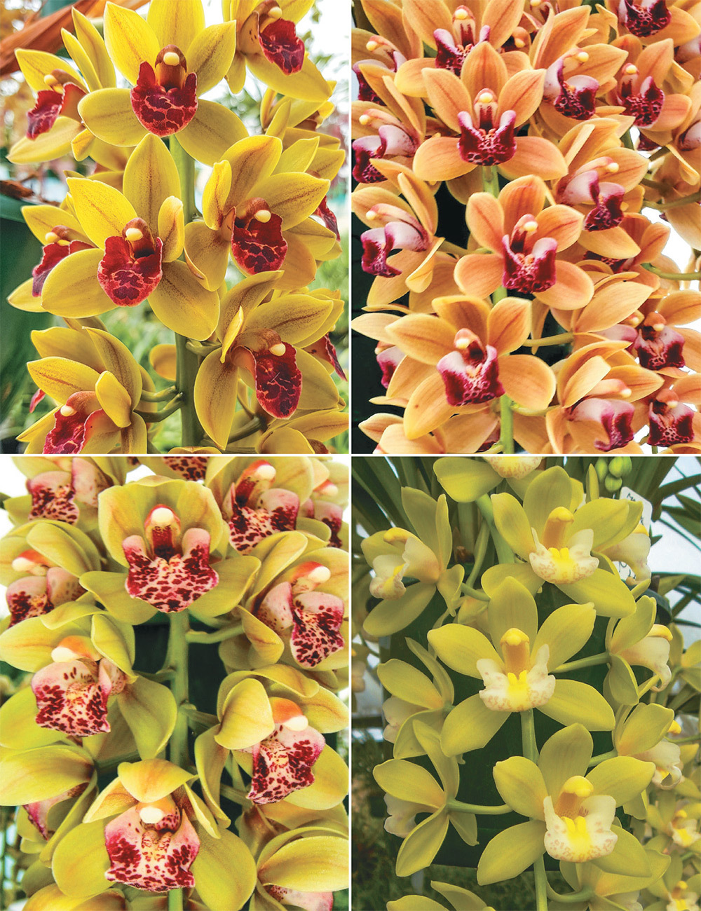 Cascading Cymbidium Orchids Collection No1 (reduced)