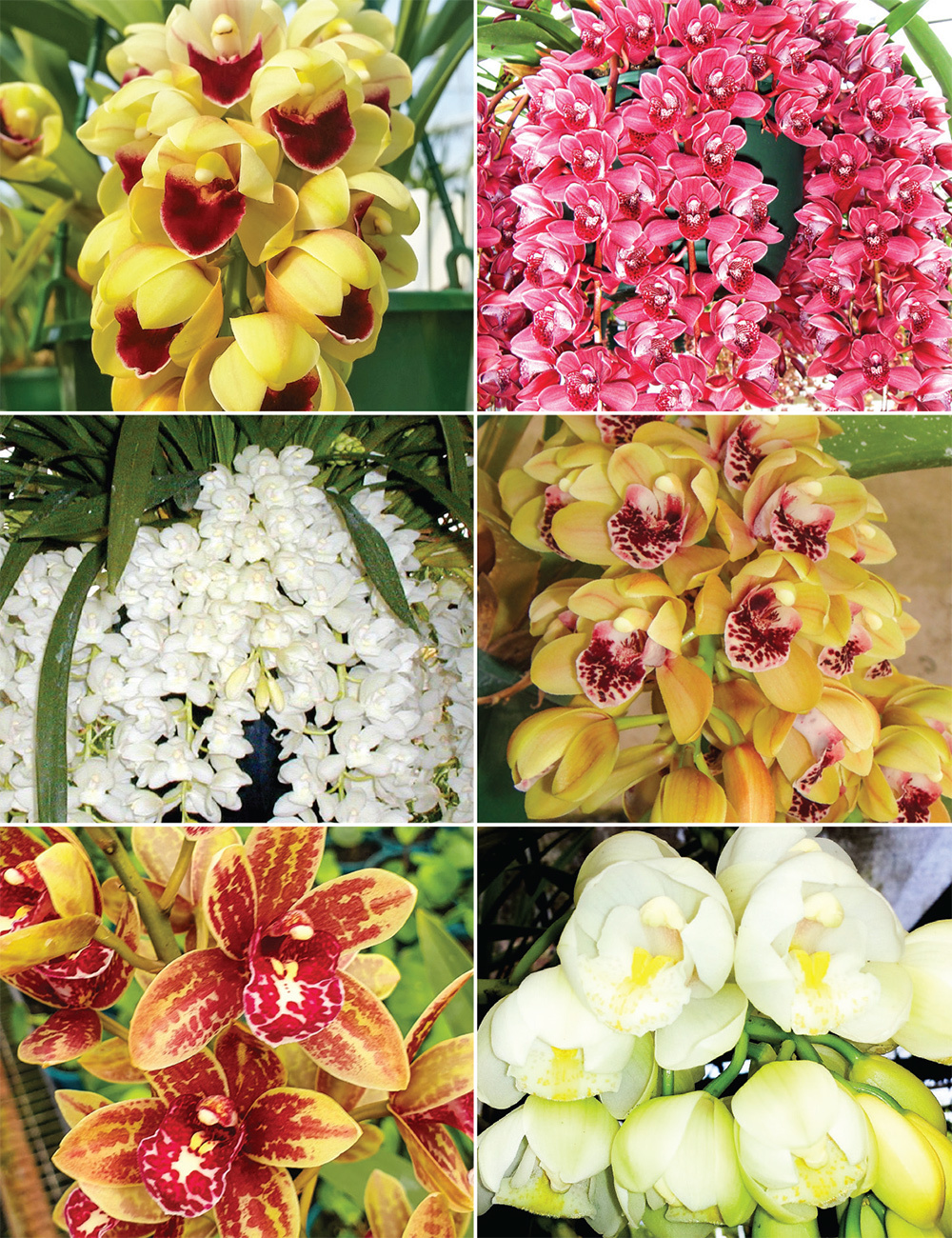 Cascading Cymbidium Orchids Collection No1