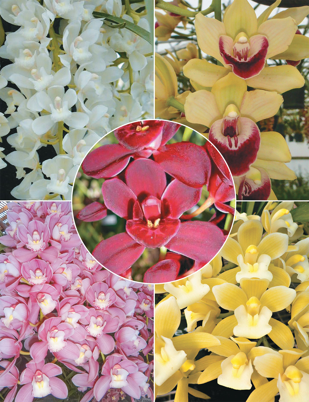 Cascading Cymbidium Orchids Collection No2