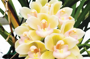 Cascading Cymbidium Orchids Sarah Jean 'Crystal Falls'