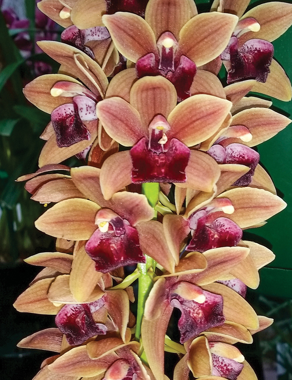 Cascading Cymbidium Orchids Mary Green 'Copper Pot'
