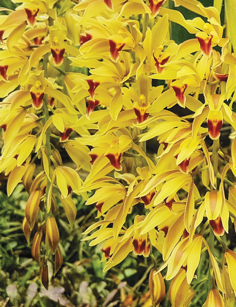 Cascading Cymbidiums Orchids Cariad 'Plush'