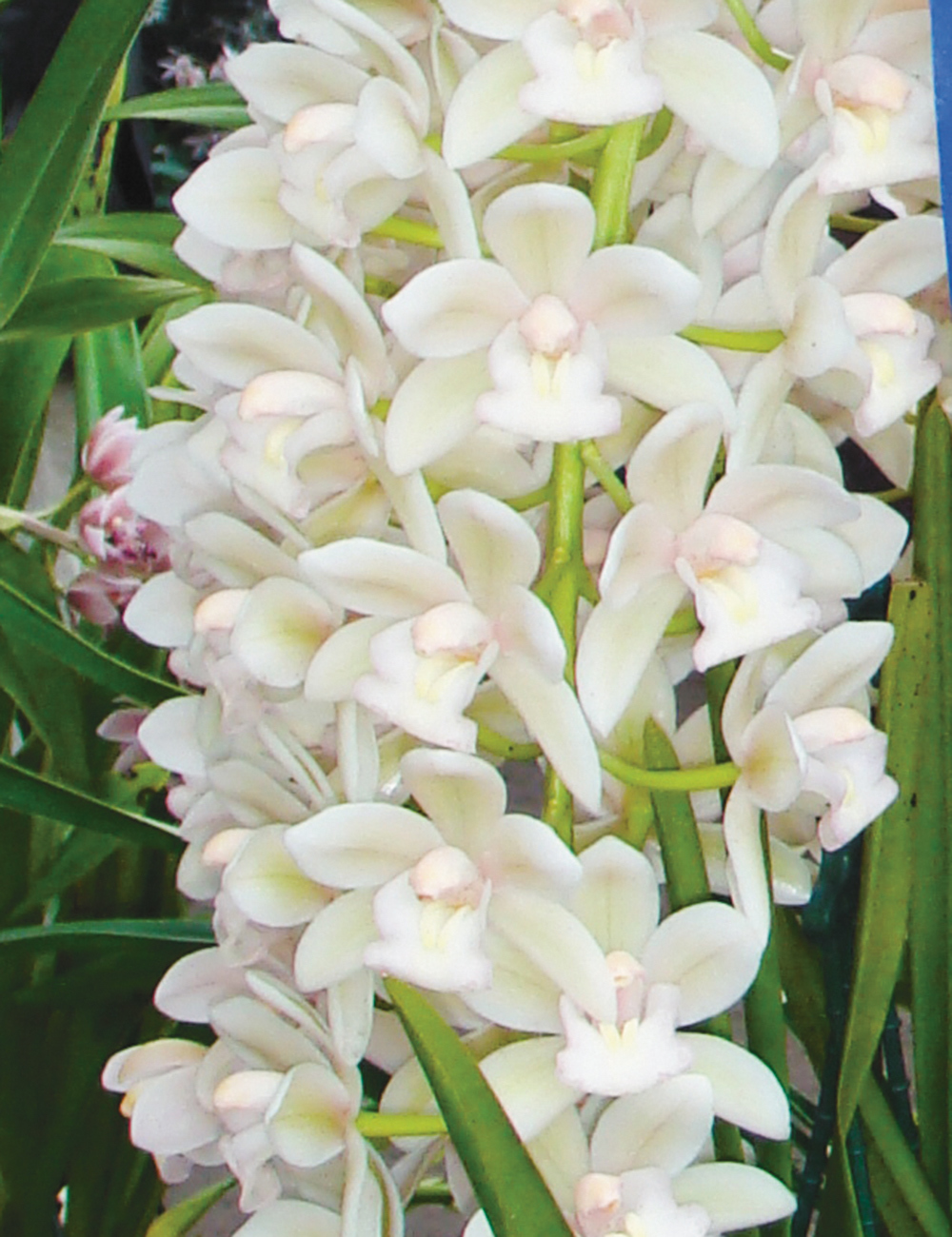 Cascading Cymbidium Orchids Sarah Jean 'Elizabeth'