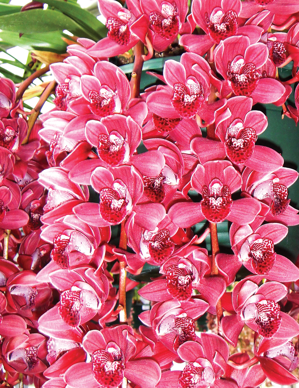 Cymbidium Orchid Kiwi Davenport 'Flying High'