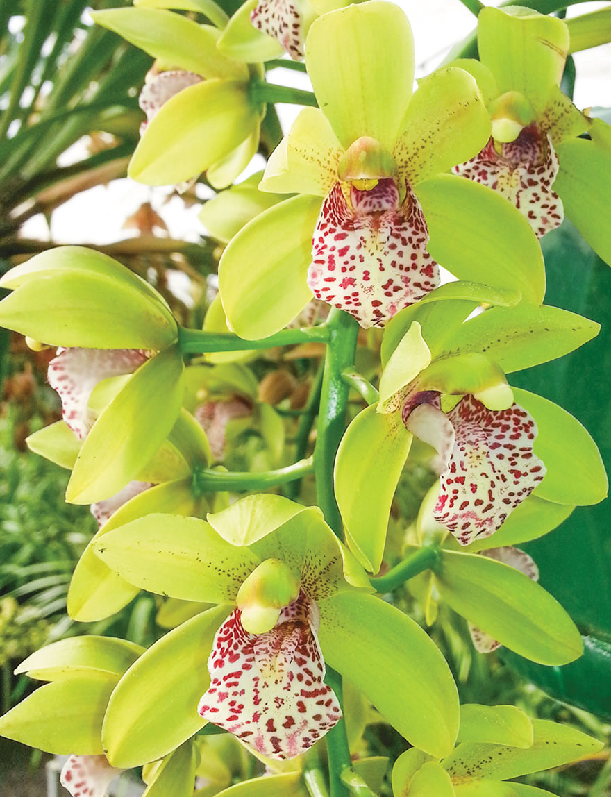 Cascading Cymbidium Orchids Paradisian Tiger 'Green Falls'