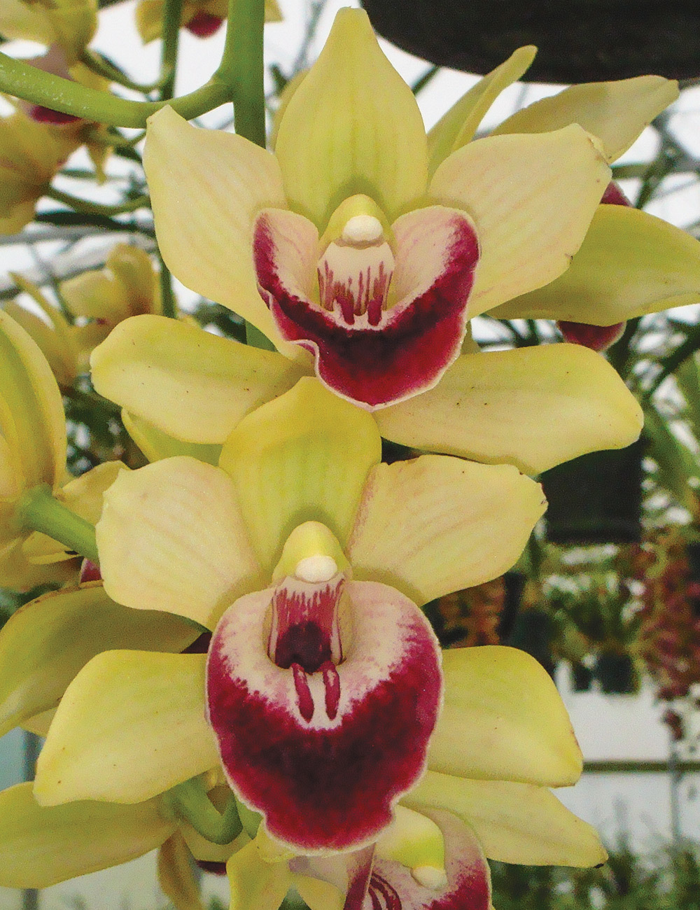Cymbidium Orchid Satisfaction 'Golden Beauty'