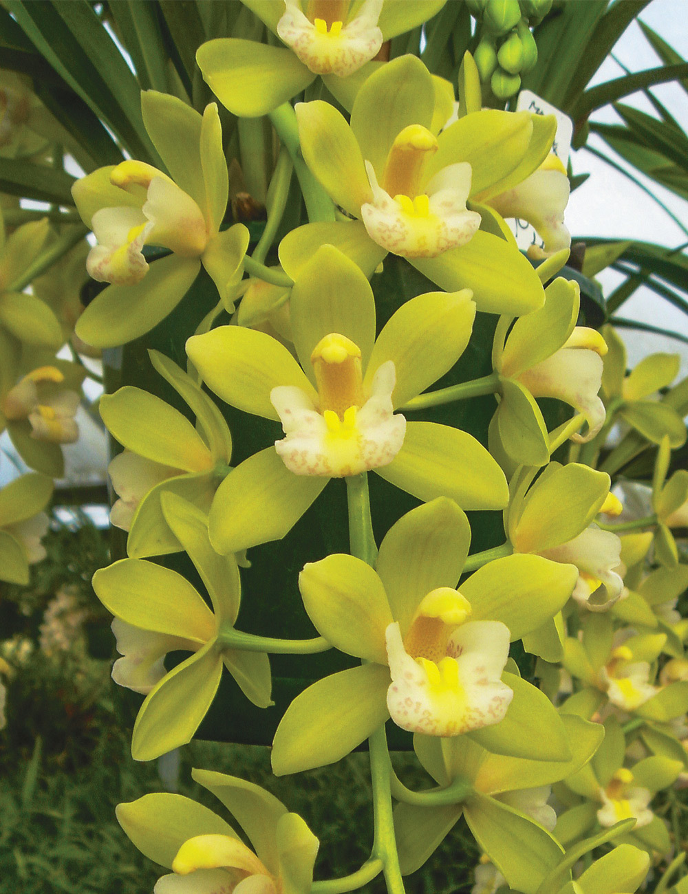 Cymbidium Orchid Sarah Jean 'Green and Gold'