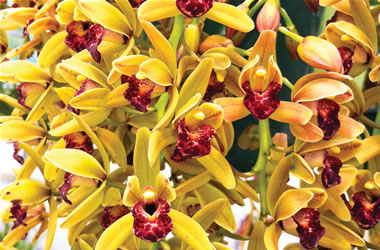 Cascading Cymbidium Orchids Miss Muffet 'Green Falls'